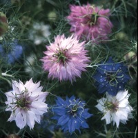  NIGELLE NIGELLE-MISS JECKYLL (Nigella damascena)-mélange de blanc, bleu, rose - Graineterie A. DUCRETTET