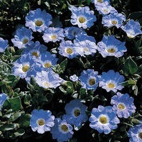  NOLANA NOLANA-OISEAU BLEU (Nolana paradoxa)-bleu à oeil blanc - Graineterie A. DUCRETTET