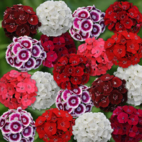 Graines de fleurs OEILLET DE POETE SWEET F1 (Dianthus barbatus) - Graineterie A. DUCRETTET
