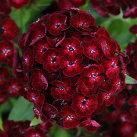 Graines de fleurs OEILLET DE POETE DASH F1 (Dianthus barbatus) - Graineterie A. DUCRETTET