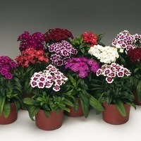 Graines de fleurs OEILLET DE POETE BARBARINI F1 (Dianthus barbatus) - Graineterie A. DUCRETTET