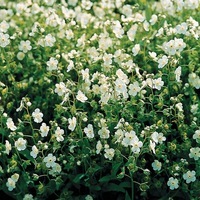 Graines de fleurs OMPHALODES LINIFOLIA (Omphalodes linifolia) - Graineterie A. DUCRETTET
