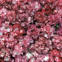 Graines de fleurs OEILLET ANNUEL A MASSIF VANILLE FRAISE (Dianthus caryophyllus) - Graineterie A. DUCRETTET