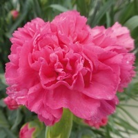 Graines de fleurs OEILLET ANNUEL A MASSIF CANCAN (Dianthus caryophyllus) - Graineterie A. DUCRETTET