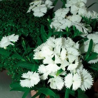Graines de fleurs OEILLET DE CHINE CHIBA F1 (Dianthus chinensis x barbatus) - Graineterie A. DUCRETTET