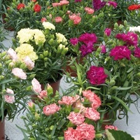 Graines de fleurs OEILLET ANNUEL A MASSIF LILLIPOT F1 (Dianthus caryophyllus) - Graineterie A. DUCRETTET