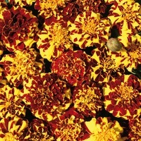 Graines de fleurs OEILLET D'INDE MR MAJESTIC (Tagetes patula nana) - Graineterie A. DUCRETTET