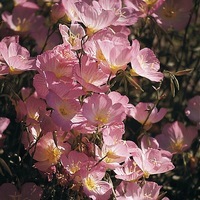 Graines de fleurs OENOTHERE SPECIOSA (Oenothera speciosa) - Graineterie A. DUCRETTET