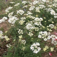 Graines de fleurs ORLAYA  (Orlaya grandiflora) - Graineterie A. DUCRETTET