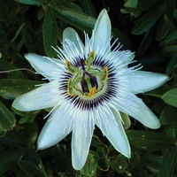  PASSIFLORE PASSIFLORE-CAERULEA (Passiflore caerula)-blanc et bleu - Graineterie A. DUCRETTET