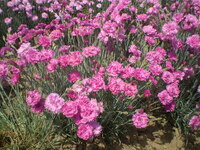 Graines de fleurs OEILLET VIVACE MIGNARDISE (Dianthus plumarius) - Graineterie A. DUCRETTET