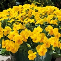 Graines de fleurs PENSEE POUR SUSPENSIONS FREEFALL F1 (Viola witrockiana) - Graineterie A. DUCRETTET