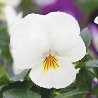Graines de fleurs PENSEE POUR SUSPENSIONS FREEFALL F1 (Viola witrockiana) - Graineterie A. DUCRETTET