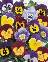 Graines de fleurs PENSEE FIXEE JOKER F2 (Viola witrockiana) - Graineterie A. DUCRETTET