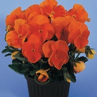 Graines de fleurs PENSEE FIXEE PADPARADJA F2 (Viola witrockiana) - Graineterie A. DUCRETTET