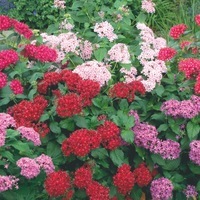 Graines de fleurs PENTAS LANCEOLATA GRAFFITI F1 (Pentas lanceolata) - Graineterie A. DUCRETTET