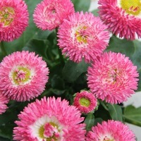 Graines de fleurs PAQUERETTE BELLINA (Bellis perennis) - Graineterie A. DUCRETTET