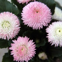 Graines de fleurs PAQUERETTE MELBELLA (Bellis perennis) - Graineterie A. DUCRETTET
