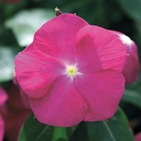 Graines de fleurs PERVENCHE DE MADAGASCAR VITESSE F1 (Vinca rosea) - Graineterie A. DUCRETTET