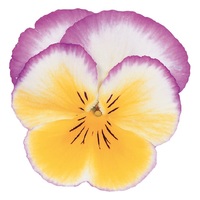  PENSEE A FLEURS MOYENNES PENSEE A FLEURS MOYENNES-ULTIMA F1 (Viola witrockiana)-Radiance lilas - Graineterie A. DUCRETTET