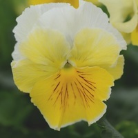 Graines de fleurs PENSEE A FLEURS MOYENNES FRIZZLE SIZZLE F1 (Viola witrockiana) - Graineterie A. DUCRETTET