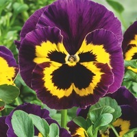 Graines de fleurs PENSEE A GRANDES FLEURS PRIM'PLUS F1 (Création française MELBA) - Graineterie A. DUCRETTET