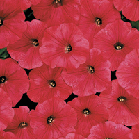 Graines de fleurs CALIBRACHOA KABLOOM (Calibrachoa) - Graineterie A. DUCRETTET