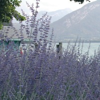 Graines de fleurs PEROVSKIA TAIGA (Perovskia atriplicifolia) - Graineterie A. DUCRETTET