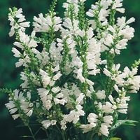 Graines de fleurs PHYSOSTEGIA VIRGINIANA (Physostegia virginiata) - Graineterie A. DUCRETTET