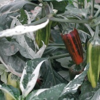 Graines de fleurs PIMENT ORNEMENTAL PANACHE STRIPED POD (Capsicum annuum) - Graineterie A. DUCRETTET