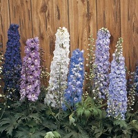 Graines de fleurs DELPHINIUM ou Pied d'alouette MAGIC FONTAINS (Delphinium elatum) - Graineterie A. DUCRETTET