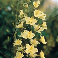  DELPHINIUM ou Pied d'alouette DELPHINIUM ou Pied d'alouette-ZALIL (Delphinium semibarbatum)-jaune - Graineterie A. DUCRETTET