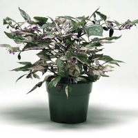 Graines de fleurs PIMENT ORNEMENTAL CALICO F1 (Capsicum annuum) - Graineterie A. DUCRETTET