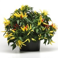 Graines de fleurs PIMENT ORNEMENTAL CHILLY CHILI (Capsicum annuum) - Graineterie A. DUCRETTET