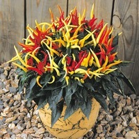 Graines de fleurs PIMENT ORNEMENTAL MEDUSA (Capsicum annuum) - Graineterie A. DUCRETTET