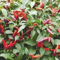 Graines de fleurs PIMENT et POIVRON de potée PEPPA (Capsicum Annuum) - Graineterie A. DUCRETTET