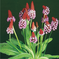 Graines de fleurs PRIMEVERE VIVACE PRIMULA VIALII (Primula vialii) - Graineterie A. DUCRETTET