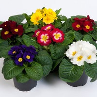 Graines de fleurs PRIMEVERE ACAULIS DANESSA F1 (Primula acaulis) - Graineterie A. DUCRETTET