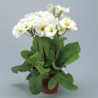 Graines de fleurs PRIMEVERE ELATIOR STELLA F1 (Primula elatior) - Graineterie A. DUCRETTET