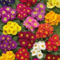 Graines de fleurs PRIMEVERE ACAULIS DANOVA F1 (Primula acaulis) - Graineterie A. DUCRETTET