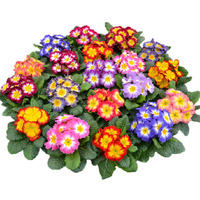 Graines de fleurs PRIMEVERE ACAULIS LUMIERE DES ALPES F1 (Primula acaulis) - Graineterie A. DUCRETTET
