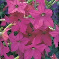  TABAC TABAC-PERFUME F1 (Nicotiana alata)-rose brillant, graines enrobées - Graineterie A. DUCRETTET