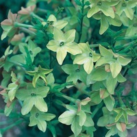 Graines de fleurs TABAC PERFUME F1 (Nicotiana alata) - Graineterie A. DUCRETTET