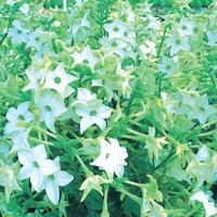  TABAC TABAC-PERFUME F1 (Nicotiana alata)-blanc pur, graines enrobées - Graineterie A. DUCRETTET