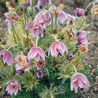 Graines de fleurs ANEMONE Anemone pulsatilla vulgaris (Anemone pulsatilla vulgaris) - Graineterie A. DUCRETTET