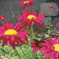  PYRETHRE PYRETHRE-ROBINSON (Pyrethrum (ou Chrysanthemum) coccineum)-rouge - Graineterie A. DUCRETTET