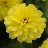 Graines de fleurs ZINNIA A PETITES FLEURS ZAHARA F1 (Zinnia marylandica) - Graineterie A. DUCRETTET