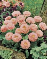 Graines de fleurs PAQUERETTE ROBELLA (Bellis perennis) - Graineterie A. DUCRETTET