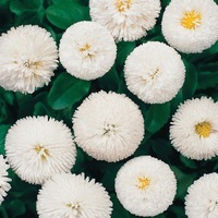 Graines de fleurs PAQUERETTE BELLISSIMA (Bellis perennis) - Graineterie A. DUCRETTET