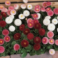 Graines de fleurs PAQUERETTE BELLISSIMA (Bellis perennis) - Graineterie A. DUCRETTET